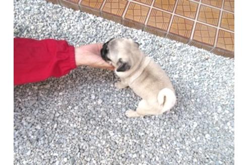 成約済の神奈川県のパグ-136471の3枚目